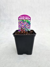 Daugiametė gėlė, šilagėlė "Violet Shades", vazonėlio skersmuo 9 cm.