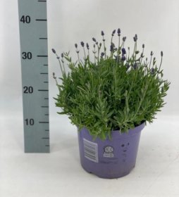 Daugiametė gėlė, levanda "Cleo Patio", vazonėlio skersmuo 21 cm.
