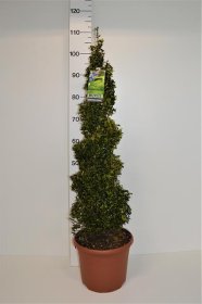 Dekoratyvinis krūmas, buksmedis "Spiralė", vazonėlio skersmuo 26 cm.