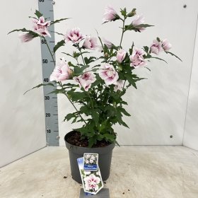 Daugiametė gėlė, kinrožė "Starburst Chiffon", vazonėlio skersmuo 23 cm.