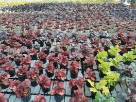 Daugiametė gėlė, alūnė (Heuchera), vazonėlio skersmuo 12 cm.