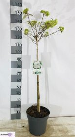 Dekoratyvinis krūmas, putinas "Eskimo", vazonėlio skersmuo 29 cm.