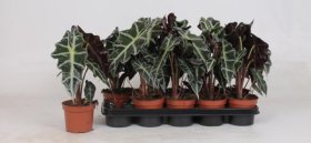 Kambarinis augalas, alokazija "Polly", vazonėlio skersmuo 12 cm.