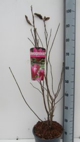 Dekoratyvinis krūmas, magnolija "Susan", vazonėlio skersmuo 21 cm.