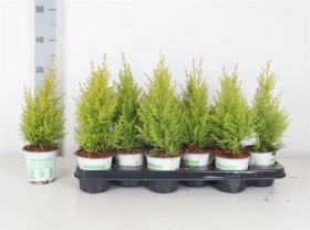 Spygliuotis, kiparisas "Wilma", vazonėlio skersmuo 11 cm.