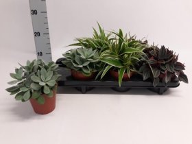 Kambarinis augalas, lapiniai augalai, įvairūs, vazonėlio skersmuo 12 cm.