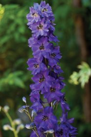 Daugiametės gėlės daigelis, pentinius darželinis "Magic Fountain Dark Blue Black Bee"