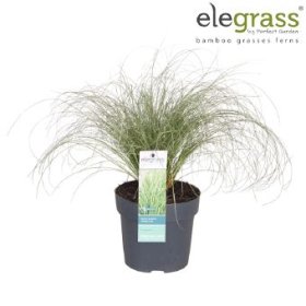 Žolinis augalas, viksva "Frosted Curls", vazonėlio skersmuo 14 cm.