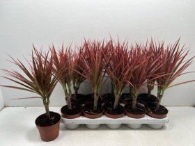Kambarinis augalas, dracena "Colorama", vazonėlio skersmuo 12 cm.