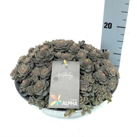 Alpinariumo augalas, šilokas "Furusei", vazono skersmuo 29 cm.