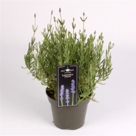 Daugiametė gėlė, levanda "Hidcote", vazono skersmuo 17 cm.