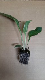 Daugiametės gėlės daigelis, ežiuolė "PowWow Wild Berry"