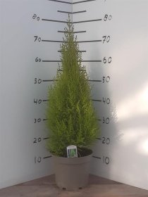 Spygliuotis, kiparisas "Wilma", vazono skersmuo 21 cm.