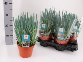 Kambarinis augalas, žilė "Blues", vazonėlio skersmuo 15 cm.