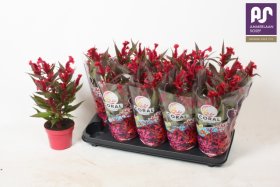 Vienmetė gėlė, celiozija "Hot Top Purpl", vazonėlio skersmuo 12 cm.