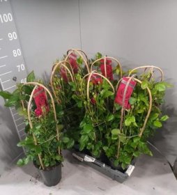 Daugiametė gėlė, rožė vijoklinė,, vazonėlio skersmuo 19 cm.