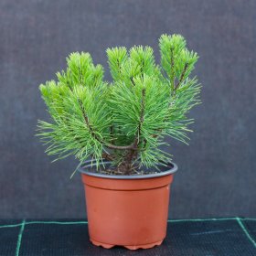 Spygliuotis, kalninė pušis, 1 l