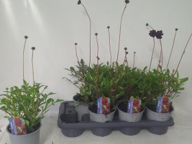 Vienmetė gėlė, kosmėja "Atrosanguineus", vazonėlio skersmuo 14 cm.