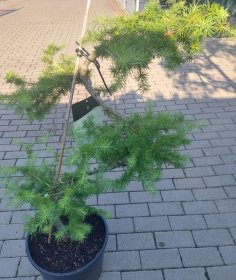 Spygliuotis, maumedis (bonsai), vazonas 15 l.