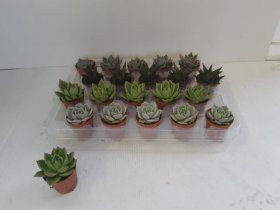 Kambarinis augalas, kalvorė (eševerija), vazonėlio skersmuo 5 cm.