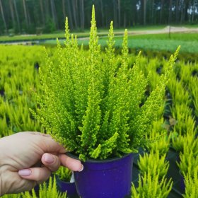 Vienmetis augalas, viržis "Skyline", vazonėlio skersmuo 12 cm.