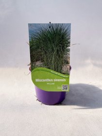 Žolinis augalas, miskantas kininis "Milos", vazonas 2 l.