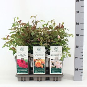 Daugiametė gėlė, rožė (David Austin), įvairios, vazonas 3 l.