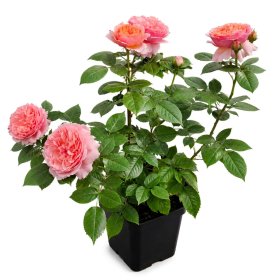 Daugiametė gėlė, rožė, antrametė, vazonas 5 l.