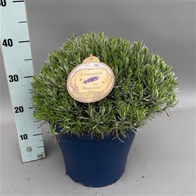 Daugiametė gėlė, levanda tikroji "Munstead", vazonas 10 l.