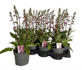 Daugiametė gėlė, rusmenė, vazonėlio skersmuo 17 cm.