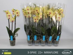 Kambarinis augalas, orchidėja (Phalaenopsis), 3 šakos, vazonėlio skersmuo 12 cm.