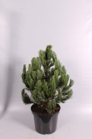 Spygliuotis, pušis baltažievė "Green Giant", aukštis 40-50 cm., vazonas 7,5 l.