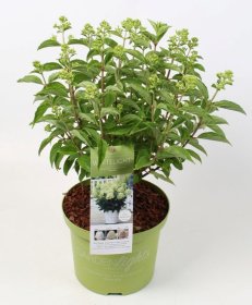 Dekoratyvinis krūmas, hortenzija šluotelinė "Whitelight", aukštis 40-50 cm., vazonas 5 l.