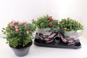 Daugiametė gėlė, rožė, įvairios, vazonėlio skersmuo 23 cm.