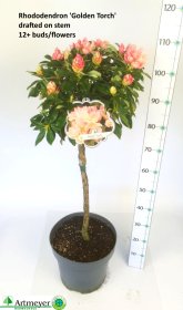 Dekoratyvinis krūmas, rododendras, ant stiebo, oranžinės sp., vazonėlio skersmuo 32 cm.