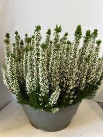 Vienmetis augalas, viržis, vazonėlio skersmuo 23 cm.