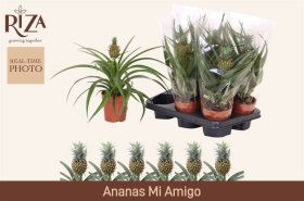 Kambarinis augalas, ananasas dekoratyvinis "Mi Amigo", vazonėlio skersmuo 12 cm.