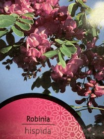 Dekoratyvinis medis, rausvažiedė robinija, vazonėlio skersmuo 21 cm.