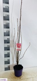 Dekoratyvinis medis, vyšnia "Accolade", vazonėlio skersmuo 27 cm.