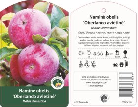 Vaismedis, obelis žieminė "Avietinis Oberlando"