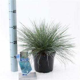 Žolinis augalas, eraičinas "Elijah Blue", vazono skersmuo 17 cm.