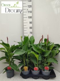 Daugiametė gėlė, kana, įvairi, vazonėlio skersmuo 17 cm.