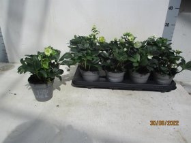 Daugiametė gėlė, eleboras "Niger", vazonėlio skersmuo 12 cm.