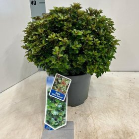 Dekoratyvinis krūmas, bugienis "Little Rascal", vazonėlio skersmuo 23 cm.