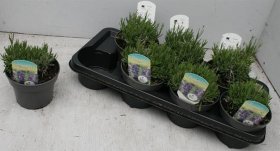 Daugiametė gėlė, levanda "Hidcote", vazonėlio skersmuo 14 cm.