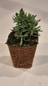 Gėlių daigelis, levanda "Essence Purple", 1 vnt.