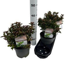 Dekoratyvinis krūmas, bugienis "Aquifolium", vazonėlio skersmuo 19 cm.