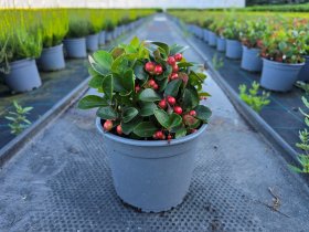 Šliaužiantis augalas, bruknuolė (Gaultheria), vazono skersmuo 12 cm.
