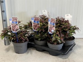 Dekoratyvinis krūmas, leukotoja, vazono skersmuo 17 cm.