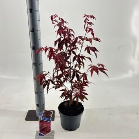 Dekoratyvinis medis, klevas "Atropurpureum", vazonėlio skersmuo 17 cm.